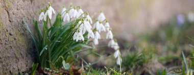 Çiçek açan orman çayırı, beyaz Galanthus (kar damlaları) yakın plan. Avrupa 'da ilkbahar başı. Doğa, çevre koruma, ekoloji, bahçıvanlık, parfüm. Saflık, huzur, neşe, Paskalya kavramları