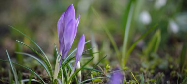 Parkta uyuyan mor kır çiçekleri, yakın plan. Baharın başında. Avrupa. Barış ve neşe sembolü, Paskalya konsepti. Bahçe düzenleme, bahçıvanlık, çevre koruma. Sanat, makrofotoğrafçılık, bokeh
