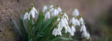 Çiçek açan orman çayırı, beyaz Galanthus (kar damlaları) yakın plan. Avrupa 'da ilkbahar başı. Doğa, çevre koruma, ekoloji, bahçıvanlık, parfüm. Saflık, huzur, neşe, Paskalya kavramları