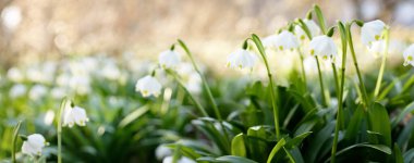 Bir parkta çiçek açan Leucojum aestivum (yaz kar tanesi), yakın plan. Baharın başında. Saflığın sembolü, huzur, neşe, paskalya konsepti. Peyzaj, bahçıvanlık, çevre. Makrofotoğrafçılık, bokeh
