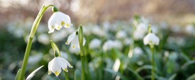 Bir parkta çiçek açan Leucojum aestivum (yaz kar tanesi), yakın plan. Baharın başında. Saflığın sembolü, huzur, neşe, paskalya konsepti. Peyzaj, bahçıvanlık, çevre. Makrofotoğrafçılık, bokeh