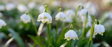 Bir parkta çiçek açan Leucojum aestivum (yaz kar tanesi), yakın plan. Baharın başında. Saflığın sembolü, huzur, neşe, paskalya konsepti. Peyzaj, bahçıvanlık, çevre. Makrofotoğrafçılık, bokeh