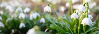 Bir parkta çiçek açan Leucojum aestivum (yaz kar tanesi), yakın plan. Baharın başında. Saflığın sembolü, huzur, neşe, paskalya konsepti. Peyzaj, bahçıvanlık, çevre. Makrofotoğrafçılık, bokeh
