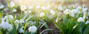 Bir parkta çiçek açan Leucojum aestivum (yaz kar tanesi), yakın plan. Baharın başında. Saflığın sembolü, huzur, neşe, paskalya konsepti. Peyzaj, bahçıvanlık, çevre. Makrofotoğrafçılık, bokeh