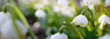 Bir parkta çiçek açan Leucojum aestivum (yaz kar tanesi), yakın plan. Baharın başında. Saflığın sembolü, huzur, neşe, paskalya konsepti. Peyzaj, bahçıvanlık, çevre. Makrofotoğrafçılık, bokeh