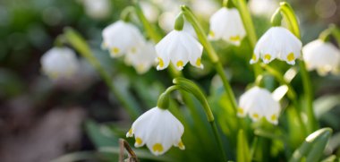 Bir parkta çiçek açan Leucojum aestivum (yaz kar tanesi), yakın plan. Baharın başında. Saflığın sembolü, huzur, neşe, paskalya konsepti. Peyzaj, bahçıvanlık, çevre. Makrofotoğrafçılık, bokeh