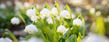 Bir parkta çiçek açan Leucojum aestivum (yaz kar tanesi), yakın plan. Baharın başında. Saflığın sembolü, huzur, neşe, paskalya konsepti. Peyzaj, bahçıvanlık, çevre. Makrofotoğrafçılık, bokeh