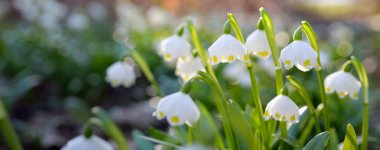 Bir parkta çiçek açan Leucojum aestivum (yaz kar tanesi), yakın plan. Baharın başında. Saflığın sembolü, huzur, neşe, paskalya konsepti. Peyzaj, bahçıvanlık, çevre. Makrofotoğrafçılık, bokeh