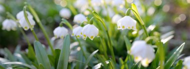Bir parkta çiçek açan Leucojum aestivum (yaz kar tanesi), yakın plan. Baharın başında. Saflığın sembolü, huzur, neşe, paskalya konsepti. Peyzaj, bahçıvanlık, çevre. Makrofotoğrafçılık, bokeh