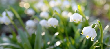 Bir parkta çiçek açan Leucojum aestivum (yaz kar tanesi), yakın plan. Baharın başında. Saflığın sembolü, huzur, neşe, paskalya konsepti. Peyzaj, bahçıvanlık, çevre. Makrofotoğrafçılık, bokeh