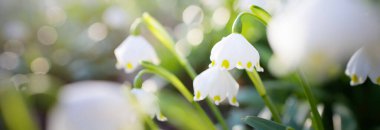 Bir parkta çiçek açan Leucojum aestivum (yaz kar tanesi), yakın plan. Baharın başında. Saflığın sembolü, huzur, neşe, paskalya konsepti. Peyzaj, bahçıvanlık, çevre. Makrofotoğrafçılık, bokeh