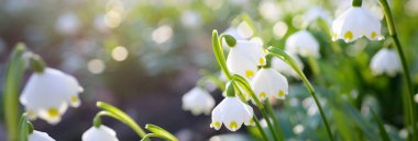 Bir parkta çiçek açan Leucojum aestivum (yaz kar tanesi), yakın plan. Baharın başında. Saflığın sembolü, huzur, neşe, paskalya konsepti. Peyzaj, bahçıvanlık, çevre. Makrofotoğrafçılık, bokeh