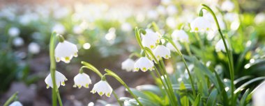 Bir parkta çiçek açan Leucojum aestivum (yaz kar tanesi), yakın plan. Baharın başında. Saflığın sembolü, huzur, neşe, paskalya konsepti. Peyzaj, bahçıvanlık, çevre. Makrofotoğrafçılık, bokeh