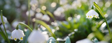 Bir parkta çiçek açan Leucojum aestivum (yaz kar tanesi), yakın plan. Baharın başında. Saflığın sembolü, huzur, neşe, paskalya konsepti. Peyzaj, bahçıvanlık, çevre. Makrofotoğrafçılık, bokeh