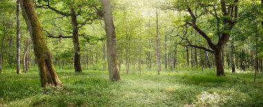 Açık bir yaz gününde yaprak döken orman (halk parkı). Güçlü ağaçlar, yosunlar, yeşil bitkiler. Saf güneş ışığı, güneş ışınları. Idyllic manzara. Doğa, ekoloji, çevre, yürüyüş, eko-turizm, eğlence