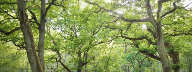 Yeşil yaprak döken ormanda (halk parkında) kudretli büyücü meşe ağacının yakın çekimi. Atmosferik yaz manzarası. Saf doğa, ekoloji, çevre koruma. Avrupa. Gizem, mitoloji, peri masalı