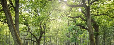 Güneşli bir günde yeşil yaprak döken orman parkının panoramik görüntüsü. Güçlü ağaçlar, bitkiler, yosunlar. Yumuşak güneş ışığı. Atmosferik manzara. Doğa, çevre, ekoloji, eko-turizm, kuzey yürüyüşü, keşif