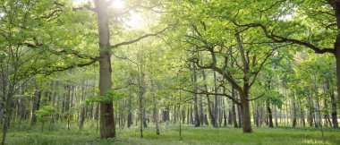 Açık bir yaz gününde yaprak döken orman (halk parkı). Güçlü ağaçlar, yosunlar, yeşil bitkiler. Saf güneş ışığı, güneş ışınları. Idyllic manzara. Doğa, ekoloji, çevre, yürüyüş, eko-turizm, eğlence