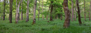 Güneşli bir günde yeşil yaprak döken orman parkının panoramik görüntüsü. Güçlü ağaçlar, bitkiler, yosunlar. Yumuşak güneş ışığı. Atmosferik manzara. Doğa, çevre, ekoloji, eko-turizm, kuzey yürüyüşü, keşif