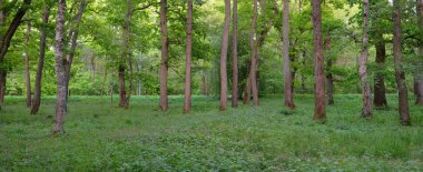 Güneşli bir günde yeşil yaprak döken orman parkının panoramik görüntüsü. Güçlü ağaçlar, bitkiler, yosunlar. Yumuşak güneş ışığı. Atmosferik manzara. Doğa, çevre, ekoloji, eko-turizm, kuzey yürüyüşü, keşif