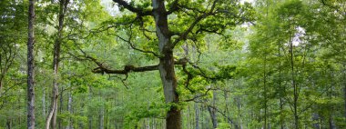 Yeşil yaprak döken ormanda (halk parkında) kudretli büyücü meşe ağacının yakın çekimi. Atmosferik yaz manzarası. Saf doğa, ekoloji, çevre koruma. Avrupa. Gizem, mitoloji, peri masalı
