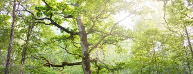 Yeşil yaprak döken ormanda (halk parkında) kudretli büyücü meşe ağacının yakın çekimi. Atmosferik yaz manzarası. Saf doğa, ekoloji, çevre koruma. Avrupa. Gizem, mitoloji, peri masalı