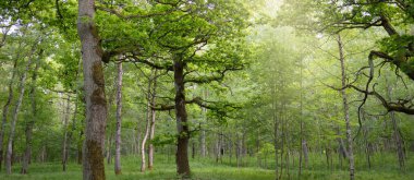 Güneşli bir günde yeşil yaprak döken orman parkının panoramik görüntüsü. Güçlü ağaçlar, bitkiler, yosunlar. Yumuşak güneş ışığı. Atmosferik manzara. Doğa, çevre, ekoloji, eko-turizm, kuzey yürüyüşü, keşif
