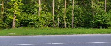 Orman parkında asfalt kırsal yol. Yeşil yapraklı ağaçlar. Yumuşak güneş ışığı. Yaz manzarası. Doğa, ekoloji. Eko-turizm, yürüyüş. Bisiklet sürmek, kuzeyde yürümek, ücra yerler, kırsal bölgeler