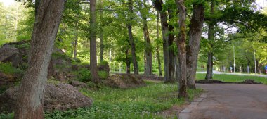 Yeşil yaz ormanının ortasında terk edilmiş eski bir askeri sığınak (muhafız kulübesi). Avrupa. Şehir simgeleri, mimari. Tarih, geçmiş, savaş, çatışma, takviye, koruma. Panoramik görünüm