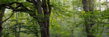 Koyu yeşil yaprak döken orman parkı güneşli bir günde. Kestane ağacına yakın plan. Yumuşak güneş ışığı. Atmosferik manzara. Doğa, çevre koruma, ekoloji, eko-turizm