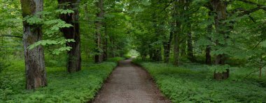 Karanlık Orman Parkı 'ndan geçen yol (kırsal yol, sokak). Güçlü yeşil yapraklı ağaçlar, yosunlar, bitkiler. Yaz manzarası. Doğa, ekoloji. Eko-turizm, yürüyüş. Bisiklet, kuzey yürüyüşü