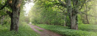 Karanlık Orman Parkı 'ndan geçen yol (kırsal yol, sokak). Güçlü yeşil yapraklı ağaçlar, yosunlar, bitkiler. Yaz manzarası. Doğa, ekoloji. Eko-turizm, yürüyüş. Bisiklet, kuzey yürüyüşü