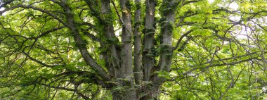 Koyu yeşil yaprak döken orman parkı güneşli bir günde. Kestane ağacına yakın plan. Yumuşak güneş ışığı. Atmosferik manzara. Doğa, çevre koruma, ekoloji, eko-turizm