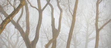 Yoğun sisli kayın ağaçları. Karanlık ağaç siluetleri. Şehir parkı, orman. Bahar manzarası. Doğa, eko-turizm, ekoloji, çevre koruma, çevre düzenlemesi
