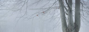 Yoğun siste güçlü ağaçlar. Karanlık ağaç siluetleri. Şehir parkı, orman. Bahar manzarası. Doğa, eko-turizm, ekoloji, çevre koruma, çevre düzenlemesi