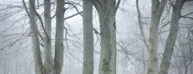 Yoğun siste güçlü ağaçlar. Karanlık ağaç siluetleri. Şehir parkı, orman. Bahar manzarası. Doğa, eko-turizm, ekoloji, çevre koruma, çevre düzenlemesi