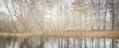 Gün batımında orman gölü (nehir) panoramik manzarası. Yumuşak güneş ışığı, berrak gökyüzü, suyun yansımaları, doğal ayna. Huş ağaçları. Baharın başında. İdealist pastoral manzara. Doğa, çevre, ekoloji