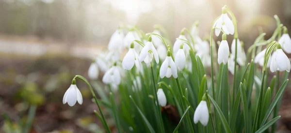 Blooming Forest Meadow White Galanthus Snowdrops Flowers Close Early Spring — Stock Photo, Image
