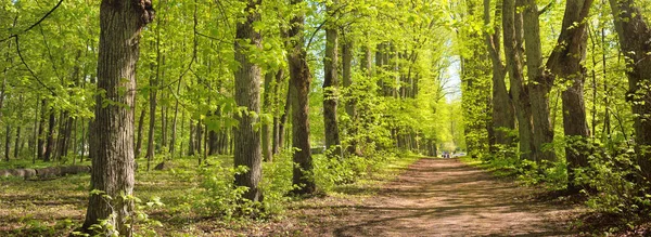 Caminho Beco Através Parque Florestal Verde Dia Claro Luz Solar — Fotografia de Stock