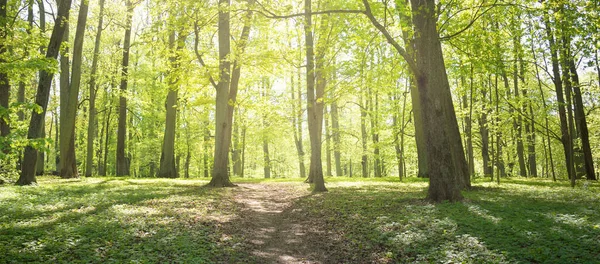 Pathway Gränd Genom Den Gröna Skogsparken Klar Dag Mjukt Solljus — Stockfoto