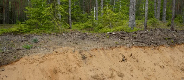 Sandy Ditch Evergreen Forest Mighty Trees Plants Moss Tree Logs — Stock Photo, Image