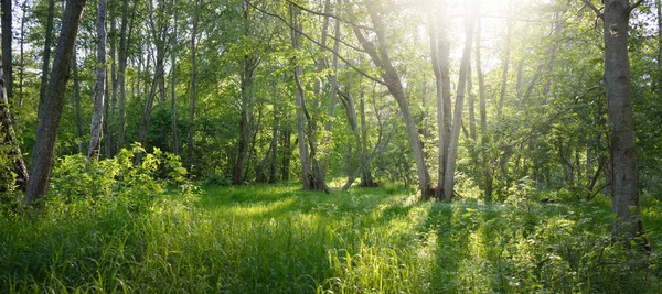 Vista Panorámica Verde Parque Forestal Caducifolio Día Soleado Árboles Poderosos — Foto de Stock