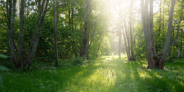 晴れた日には緑の落葉樹林公園のパノラマビュー 強力な木 太陽の光だ 大気の風景 生態学 エコツーリズム ノルディックウォーキング — ストック写真