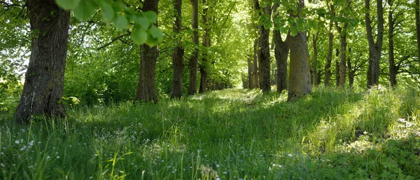 Panoramiczny Widok Zielony Liściasty Park Leśny Słoneczny Dzień Potężne Drzewa — Zdjęcie stockowe