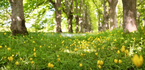 Green lawn with blooming yellow wildflowers (tulips, Tulipa sylvestris) on a sunny day. Spring, summer beginning. Forest, public park. Soft sunlight, sunbeams. Nature, botany, environment, ecology