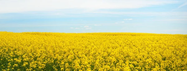 Ländliche Landschaft Blühendes Gelbes Rapsfeld Einem Klaren Sonnigen Sommertag Florales — Stockfoto