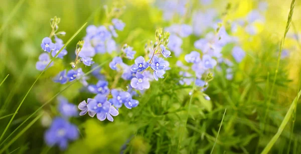晴れた日には青い野花を咲かせる緑の芝生 夏の始まり 陽射しが柔らかい 生態系 — ストック写真