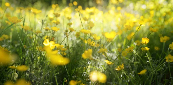 Gramado Verde Com Flores Silvestres Amarelas Florescentes Ranunculus Polyanthemos Dia — Fotografia de Stock