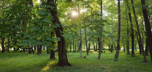 Güneşli bir bahar gününde yeşil yaprak döken bir orman parkında (ara yol). Güçlü ağaçlar. Yumuşak güneş ışığı, güneş ışınları. Doğa, çevre koruma, ekoloji, eko-turizm, kuzey yürüyüşü, bisiklet