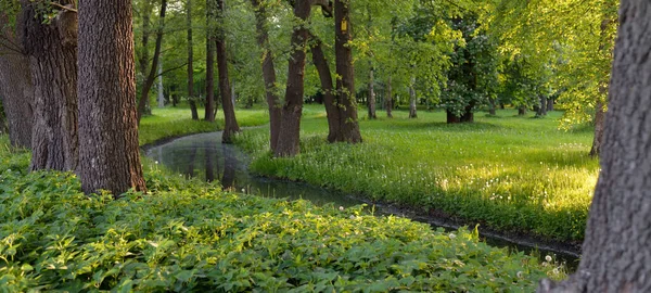 Orman parkındaki küçük nehir (kanal). Güçlü yeşil yapraklı ağaçlar, kır çiçekleri, bitkiler. Altın güneş ışığı. Idyllic yaz manzarası. Doğa, ekoloji. Eko-turizm, yürüyüş. Bisiklet, kuzey yürüyüşü